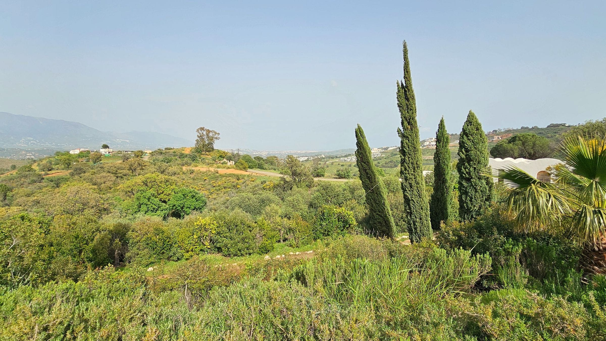 Cypress trees standing over scrubland at Viluz, the hills above Marbella running to the horizon.